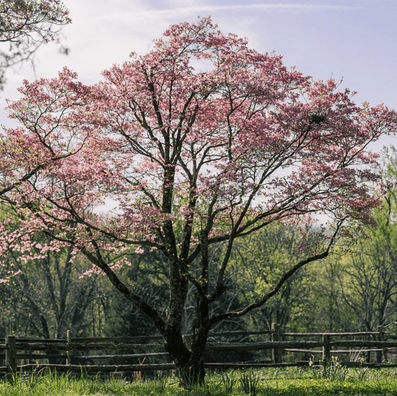 Flowering Dogwood (Cornus florida)